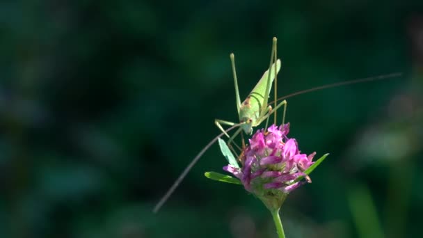 Grasshopper op het Veldbloem  - Video