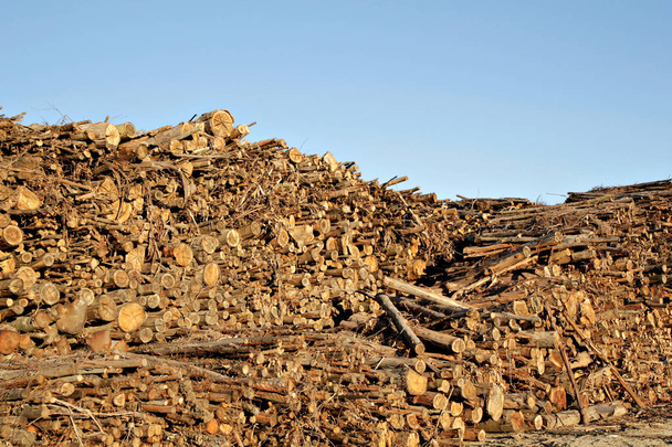 Pile of chopped eucalyptus tree trunks - Photo, Image