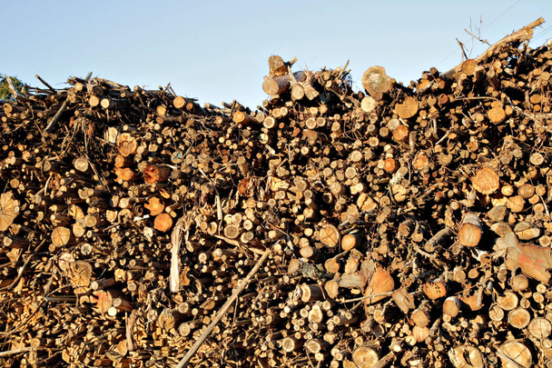 Montón de troncos de eucalipto picados
 - Foto, Imagen
