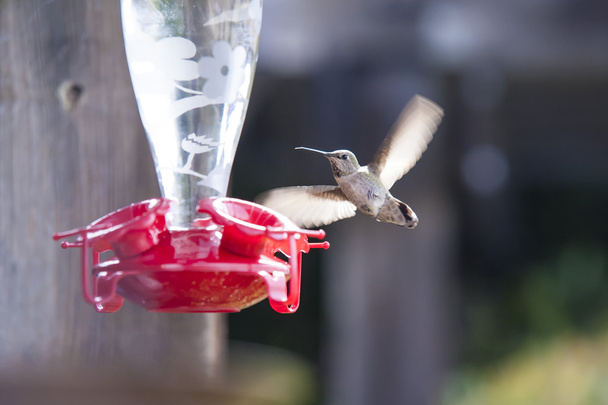 Colibri planant, se préparant à se nourrir
 - Photo, image