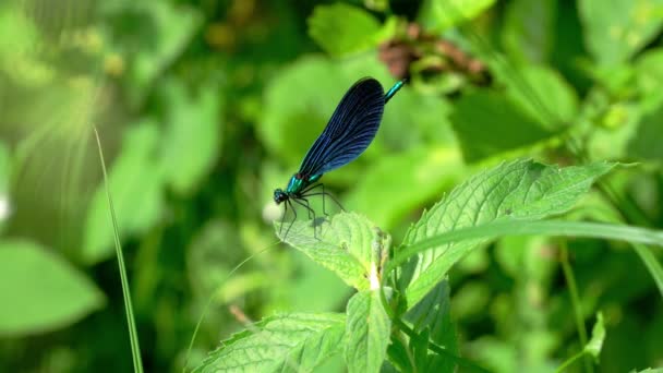 Dragonfly on the branch, Banded Demoiselle, blue, (Calopteryx splendens) - 映像、動画
