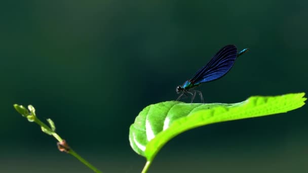 Dragonfly on the branch, Banded Demoiselle, blue, (Calopteryx splendens) - Кадри, відео