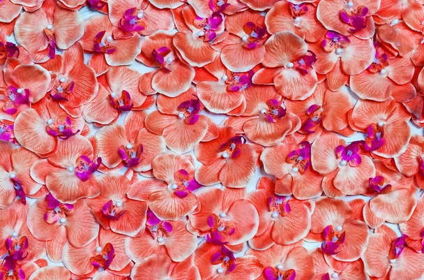 Orchidee Blume lebenden Korallen Farbe Hintergrund Blumen Postkarte - Foto, Bild