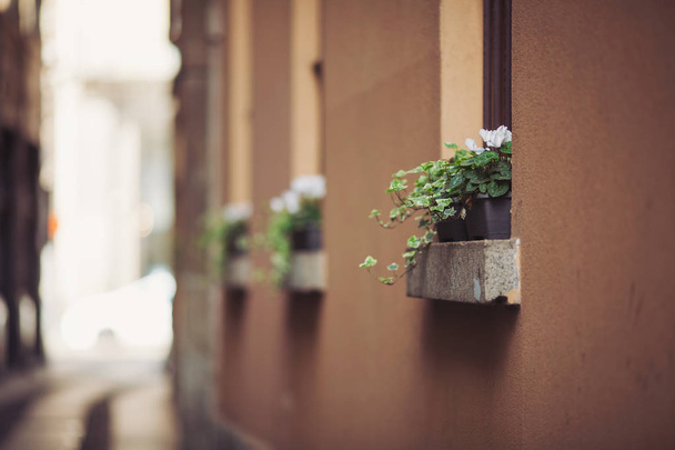 Закрыть вид на красивые декоративные цветочные вазы на улице
 - Фото, изображение
