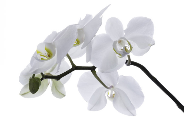 White Orchid flowers isolated with clipping patch on white background - Photo, Image
