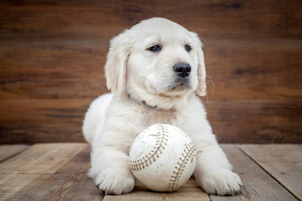 Golden Retriever cachorro con bola
 - Foto, imagen