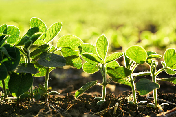 Soybean cultivated field - Фото, зображення