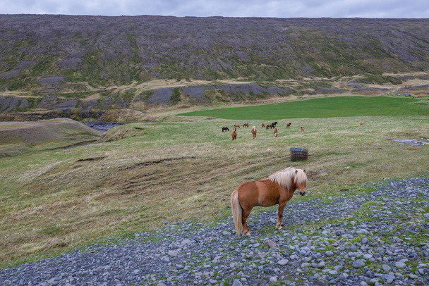 Caballos islandeses en Islandia - Foto, Imagen