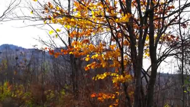 őszi levelek a szélben - Felvétel, videó