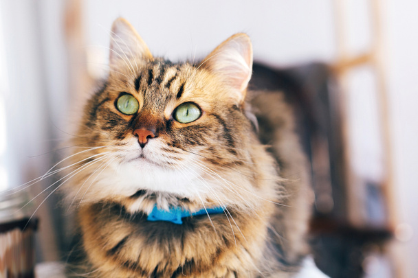 Schattige kat op zoek met groene ogen, zittend op tafel. Maine coon wi - Foto, afbeelding