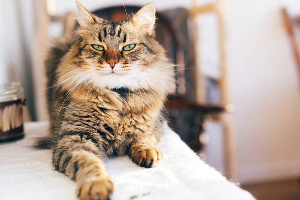 Lindo gato mirando enojado con ojos verdes sentados en la mesa. Maine c
 - Foto, Imagen