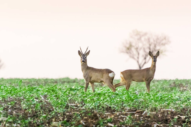 Косуля и косуля стоят на сельскохозяйственном поле
 - Фото, изображение