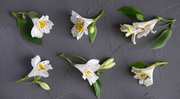 Pattern with white flowers on a dark background. Alstroemeria flowers on a gray background. Background for greeting card, banner, blog. Alstomerias live flowers. Flat lay, top view. - 写真・画像