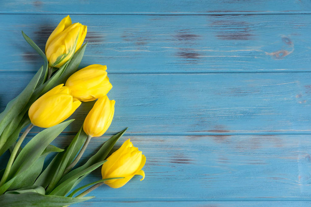 Yellow tulips on a blue wooden background. Greeting card design with tulips. Banner for design with natural yellow flowers and copy space. Flat lay, top view. - Foto, Bild