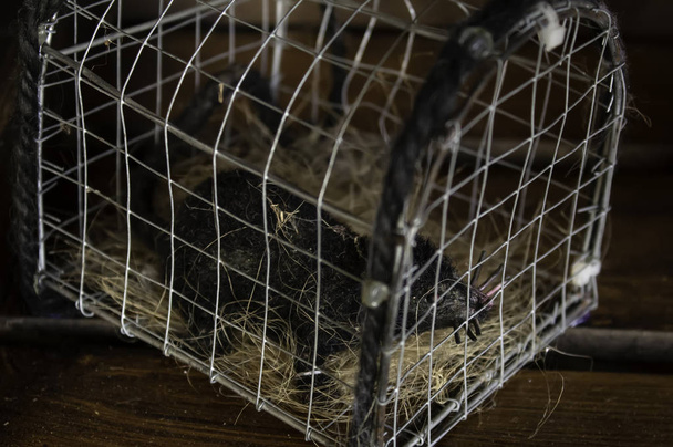 Дикая крыса в клетке
 - Фото, изображение
