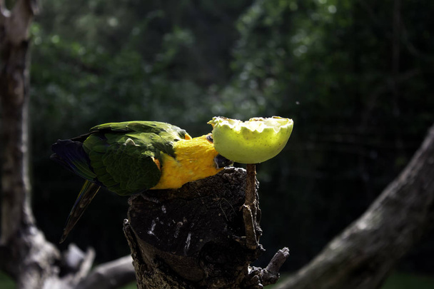 Papuga jedzenia jabłko - Zdjęcie, obraz