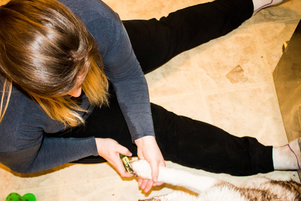Frauen, die sibirische Husky-Nägel machen. Ein Konzept für Hundekrallen, - Foto, Bild