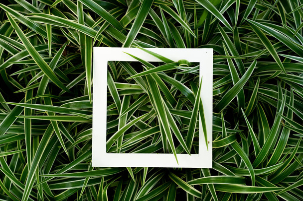 plant pattern tropical leaf background design - Fotó, kép