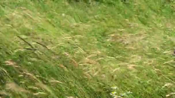 Wind in the grass field - Video, Çekim