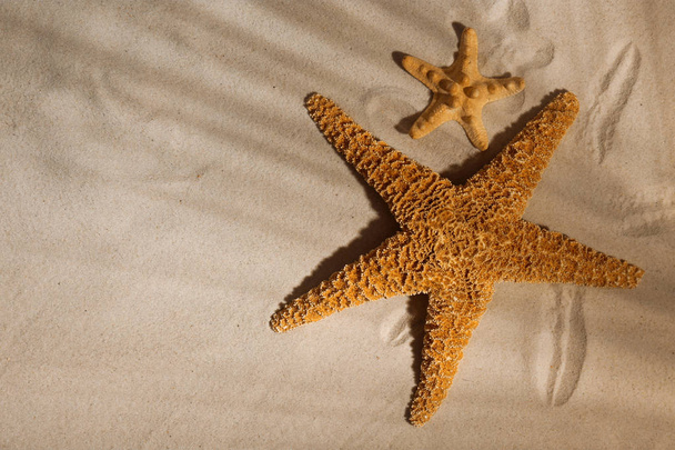 Starfishes on beach sand, top view. Space for text - Zdjęcie, obraz