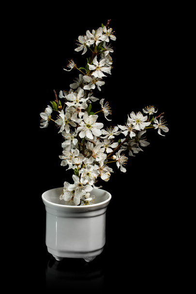 Plum flowers - Фото, изображение