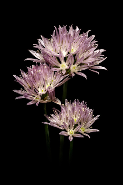flor de cebolla morada - Foto, imagen