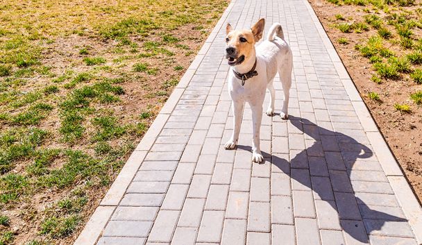 divertente cane di razza mista in piedi sul marciapiede nel parco
 - Foto, immagini