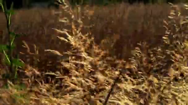 Wind in the grass field - Felvétel, videó