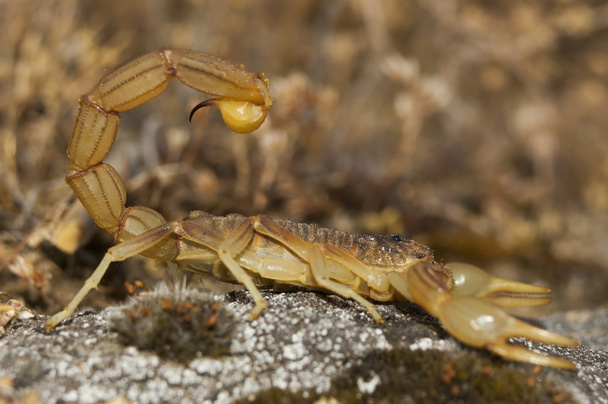 Scorpione (Buthus occitanus
) - Foto, immagini