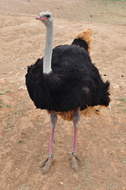 Afrikaanse wilde struisvogel - Foto, afbeelding