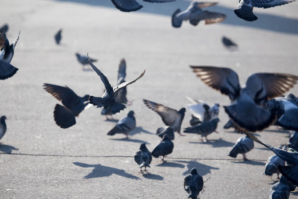 a flock of pigeons in the city - Фото, изображение