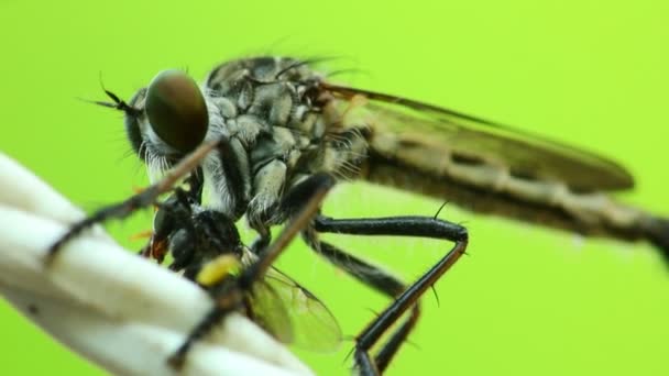 Robber fly si nutre di una mosca, succhia i fluidi con un'incisione sulla nuca, macro close up statico colpo in hd con sfondo verde bokeh
. - Filmati, video