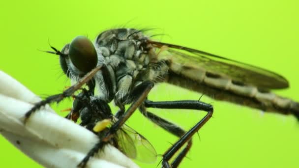 Räuberfliege ernährt sich von einer Fliege, saugt die Flüssigkeit mit einem Schnitt in den Hinterkopf aus, Makro Nahaufnahme statischer Schuss in HD mit grünem Bokeh-Hintergrund. - Filmmaterial, Video