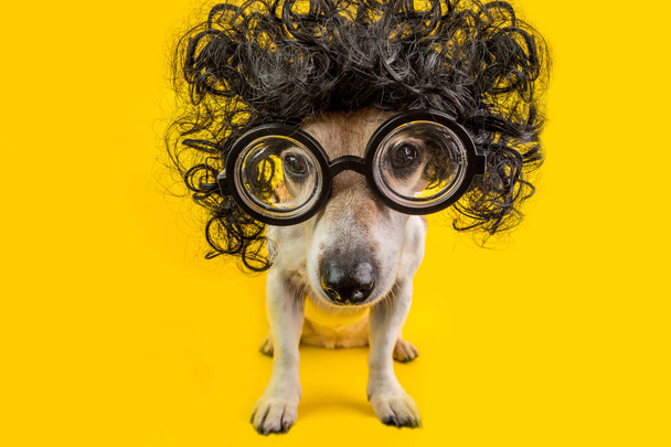 Nerd smart dog in curly black wig and glasses. study student exam. BAck to school pet. Yellow background - Foto, imagen