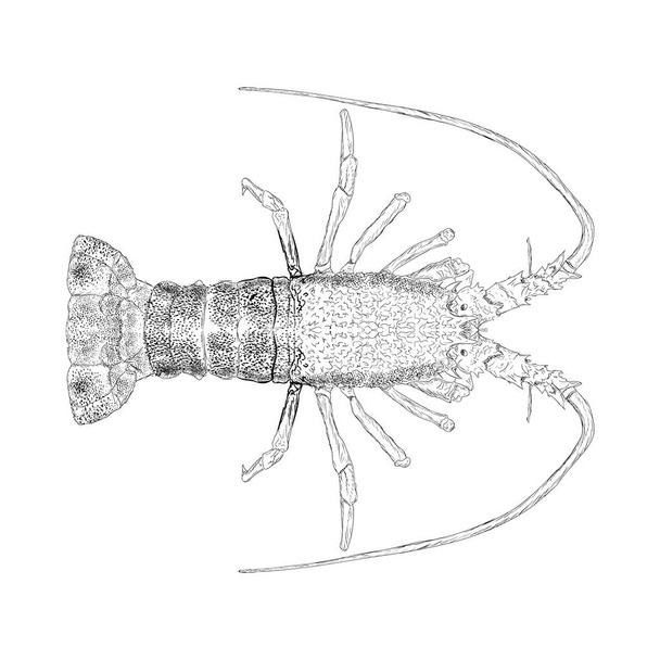 Hand drawn shrimp illustration vector  - Vektor, obrázek