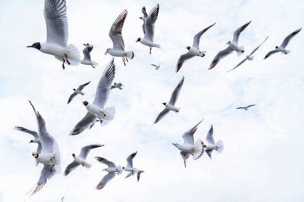 imágenes de la familia de las gaviotas volando
 - Foto, Imagen