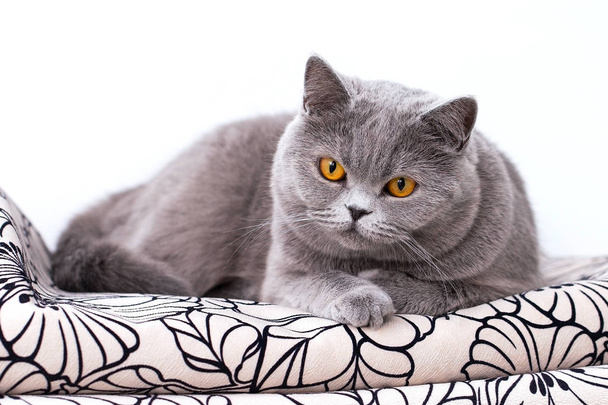 Британский кот лежит на диване и смотрит в камеру, серый кот
 - Фото, изображение
