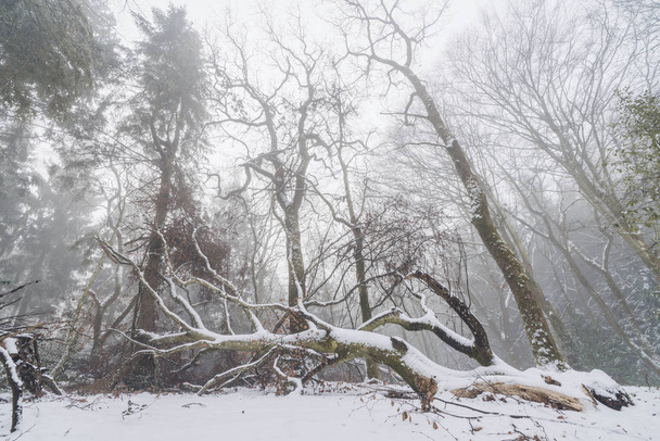 Árvore caída em uma floresta nebulosa no inverno
 - Foto, Imagem