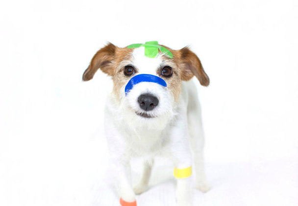 Zieke hond met kleurrijke medische Patch EHBO Bands gips Str - Foto, afbeelding