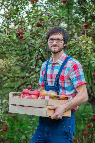 Збираємо яблука. Чоловік з повним кошиком червоних яблук в саду
. - Фото, зображення
