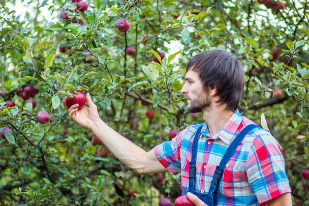 Picking apples. A man with a full basket of red apples in the garden, focus on the apple. - Foto, imagen