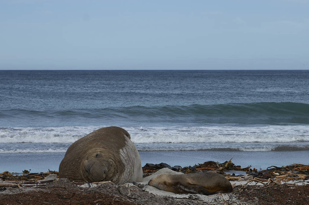 Mannelijke zuidelijke zeeolifant (Mirounga leonina) liggen op een strand kelp bezaaid op Sea Lion Island op de Falkland eilanden. Ongewoon, ligt een jonge Zuid Sea Lion (Otaria flavescens) dicht in de buurt. - Foto, afbeelding