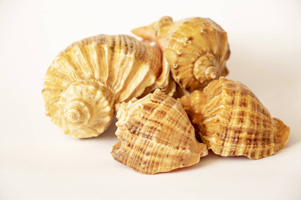 seashells on white background - Photo, Image