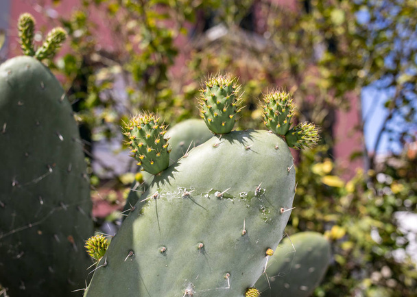 Opuntia ficus-indica est une espèce de cactus qui a longtemps été une plante cultivée domestiquée importante dans les économies agricoles à travers les régions arides et semi-arides du monde.  - Photo, image