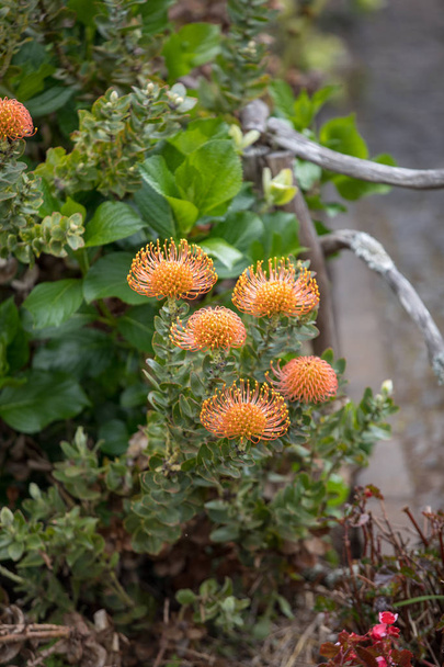  pomerančový květ z Pincushions nebo Leucospermum condifolium. - Fotografie, Obrázek