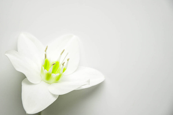 Delicate flower with ticles on a pure white background. Blooming lily bud. Royal flower Background for the site. Flower shop. Greeting wedding card. - Фото, изображение
