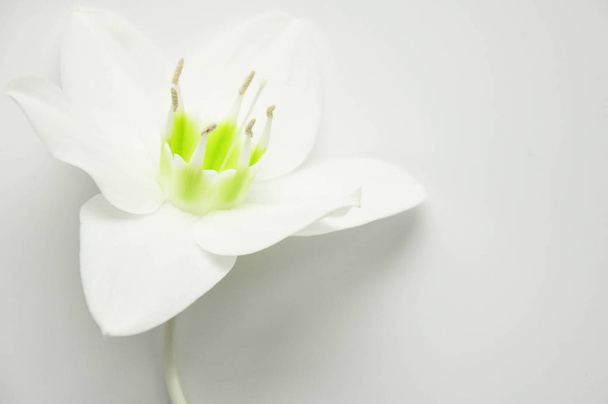 Delicate flower with ticles on a pure white background. Blooming lily bud. Royal flower Background for the site. Flower shop. Greeting wedding card. - Photo, image