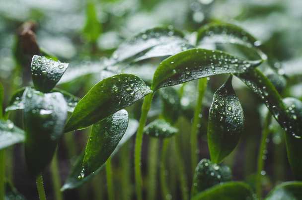 Pepper seedlings with water droplets on the leaves - Fotografie, Obrázek