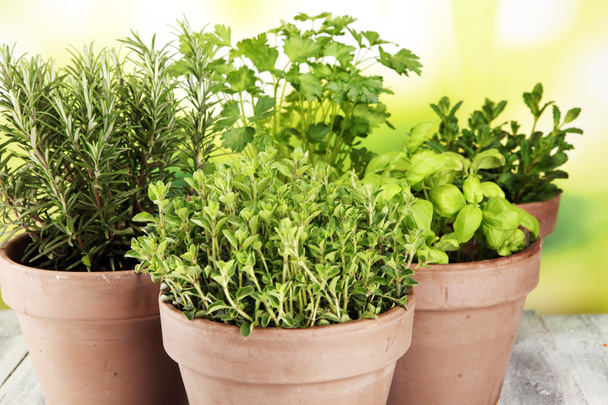 Homegrown and aromatic herbs in old clay pots - Photo, Image