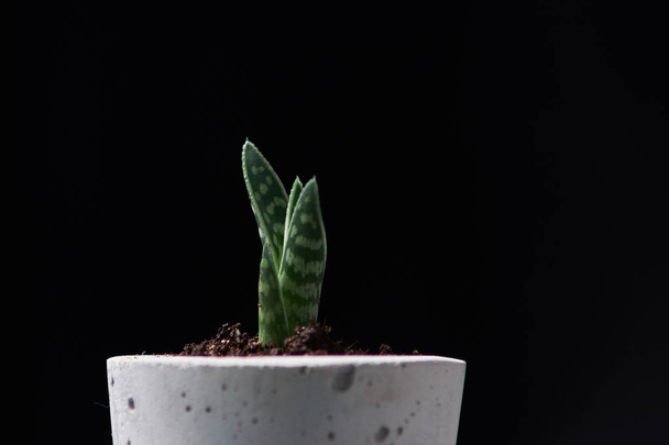 суккулентное растение в бетонном горшке ручной работы в оформлении номеров для любителей кактусов
 - Фото, изображение